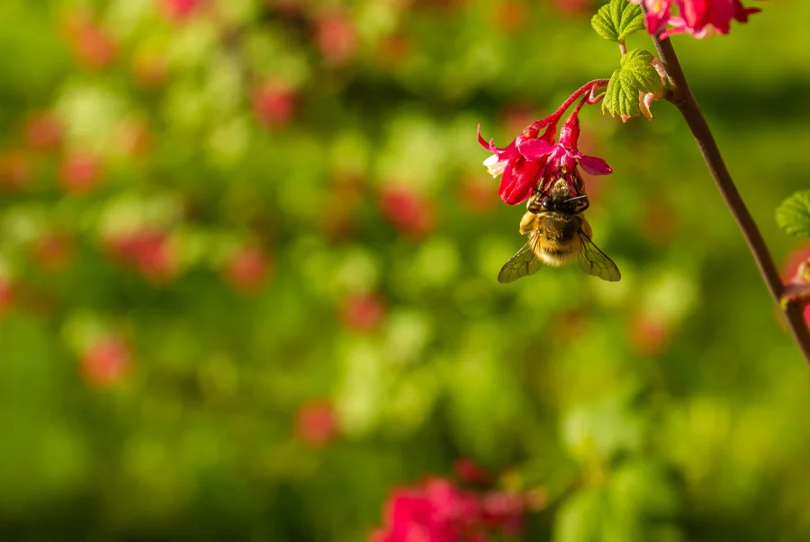 Biodiversiteit Biodiverse tuin bloemen met nectar voor bijen insecten